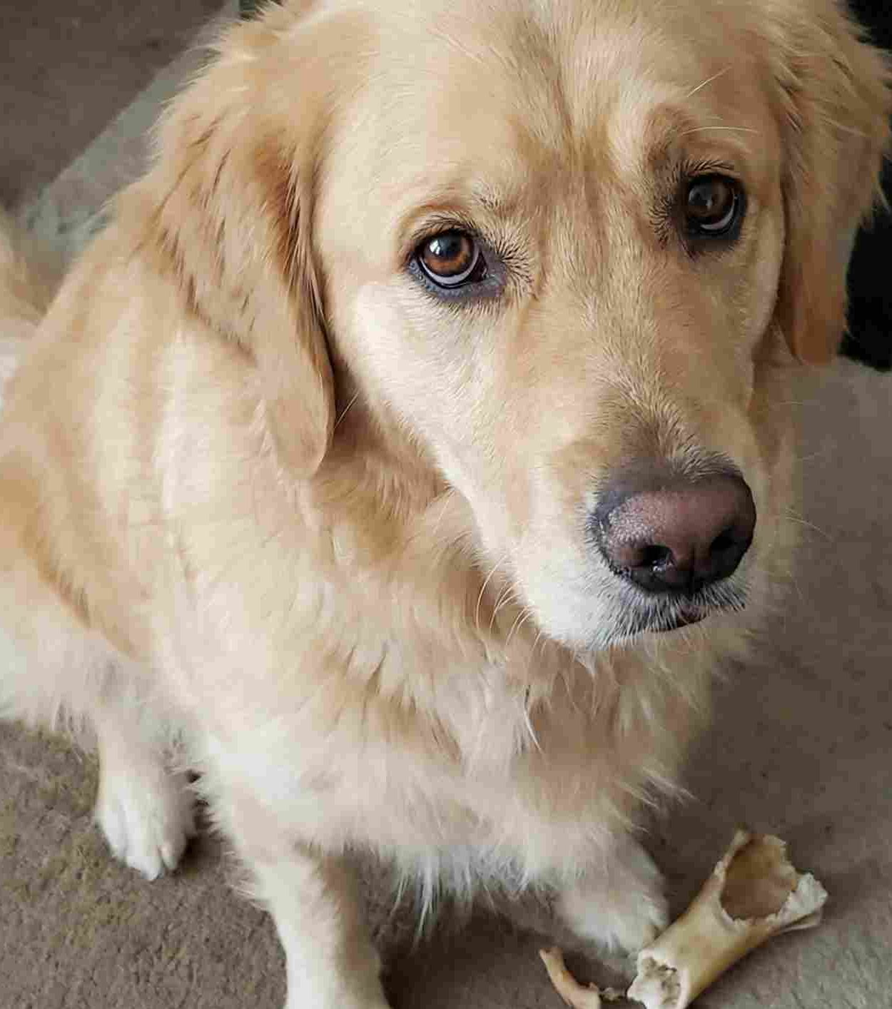 犬のうんち、100均で撃退